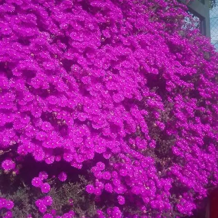 Gæstehus Vistafreita- & Arouca